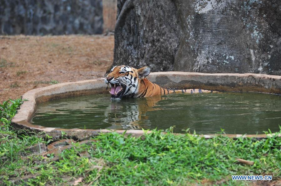 A tiger plays in the the Ragunan Zoo in Jakarta, Indonesia, July 28, 2015.