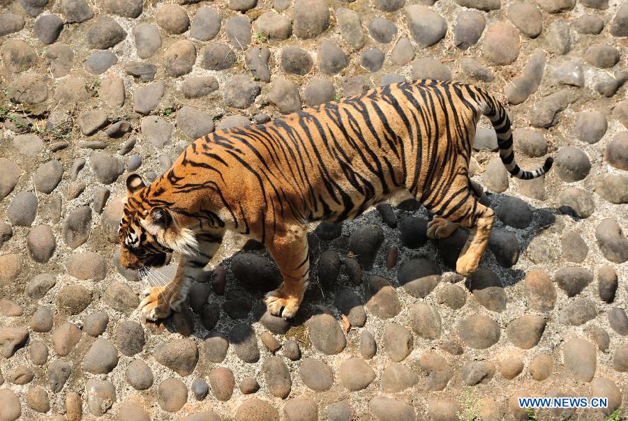 A tiger plays in the the Ragunan Zoo in Jakarta, Indonesia, July 28, 2015. 