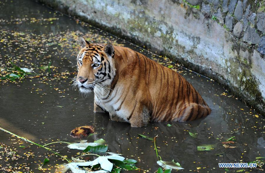 A tiger plays in the the Ragunan Zoo in Jakarta, Indonesia, July 28, 2015.