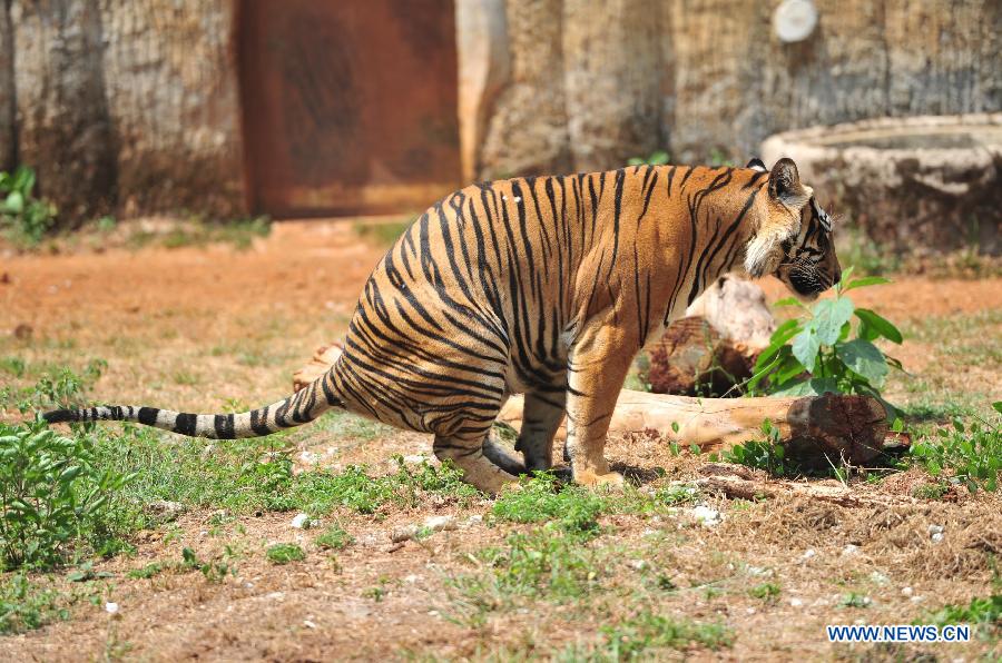 A tiger plays in the the Ragunan Zoo in Jakarta, Indonesia, July 28, 2015. 