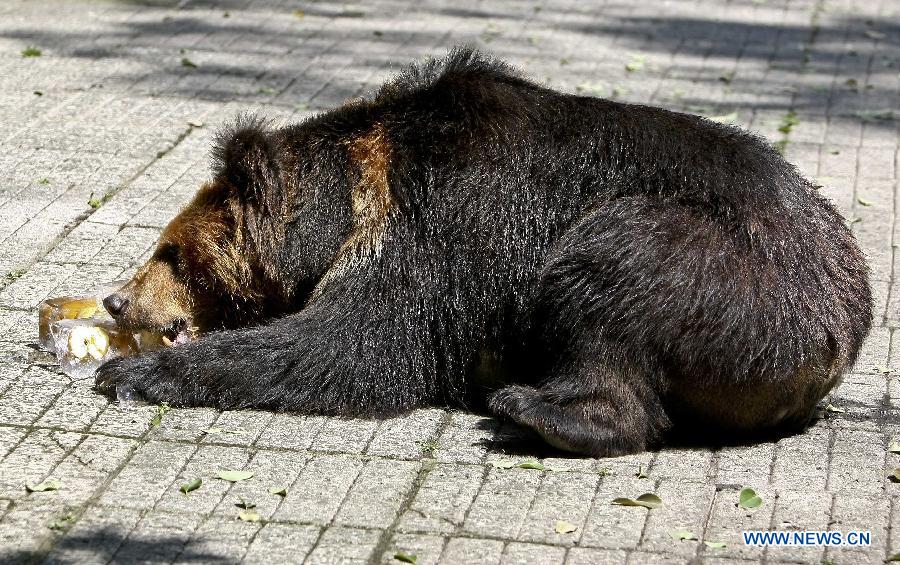 A bear has iced apple at the zoo in Chongqing, southwest China, July 29, 2015. Zoo keepers provided iced fruits and air conditioners for animals to help them live through the summer heat. (Xinhua/Chen Cheng) 