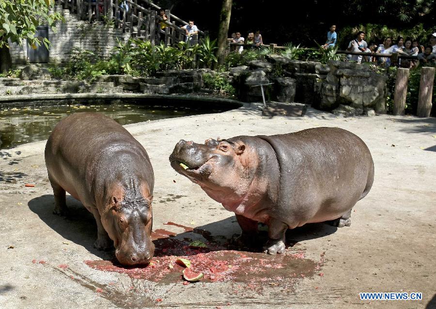 Hippos have iced watermelon at the zoo in Chongqing, southwest China, July 29, 2015. Zoo keepers provided iced fruits and air conditioners for animals to help them live through the summer heat. (Xinhua/Chen Cheng) 