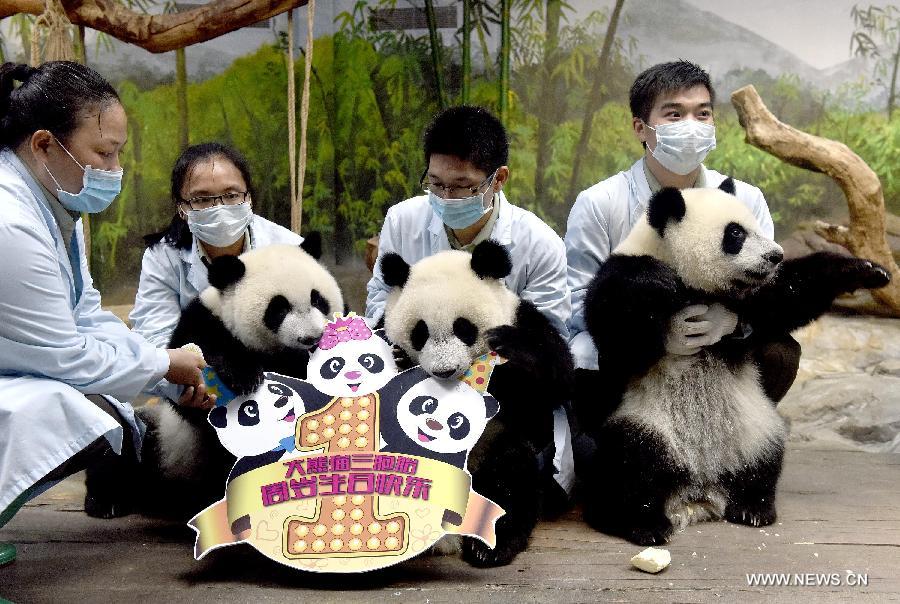 Giant panda triplets enjoy bamboo shoots during their birthday party for turning one year old at Chimelong Safari Park in Guangzhou, south China's Guangdong Province, July 29, 2015. (Xinhua/Liu Dawei) 