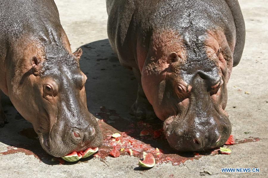 Hippos have iced watermelon at the zoo in Chongqing, southwest China, July 29, 2015. Zoo keepers provided iced fruits and air conditioners for animals to help them live through the summer heat. (Xinhua/Chen Cheng) 