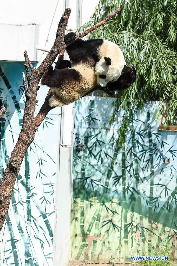 Giant panda Caitao climbs on top of a tree at a panda house in Taiyuan Zoo, Taiyuan city, capital of north China's Shanxi Province, Aug. 4, 2015.