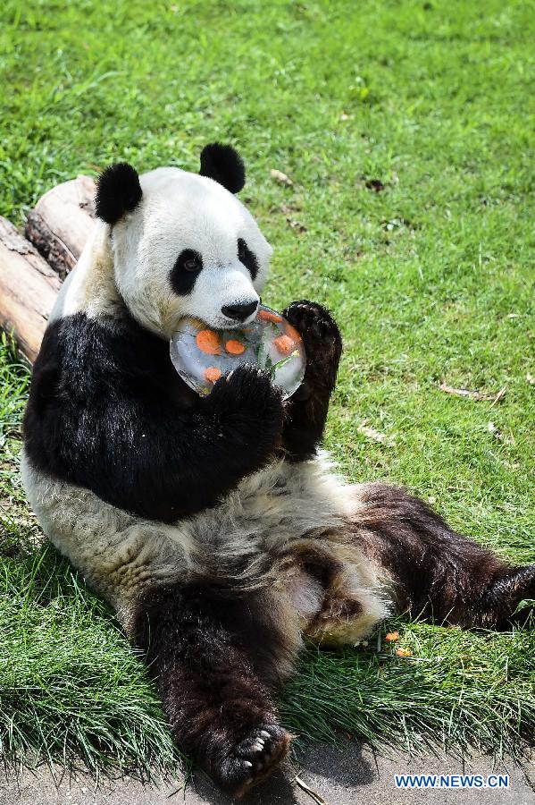 Giant panda Caitao eats ice cake at a panda house in Taiyuan Zoo, Taiyuan city, capital of north China's Shanxi Province, Aug. 4, 2015.