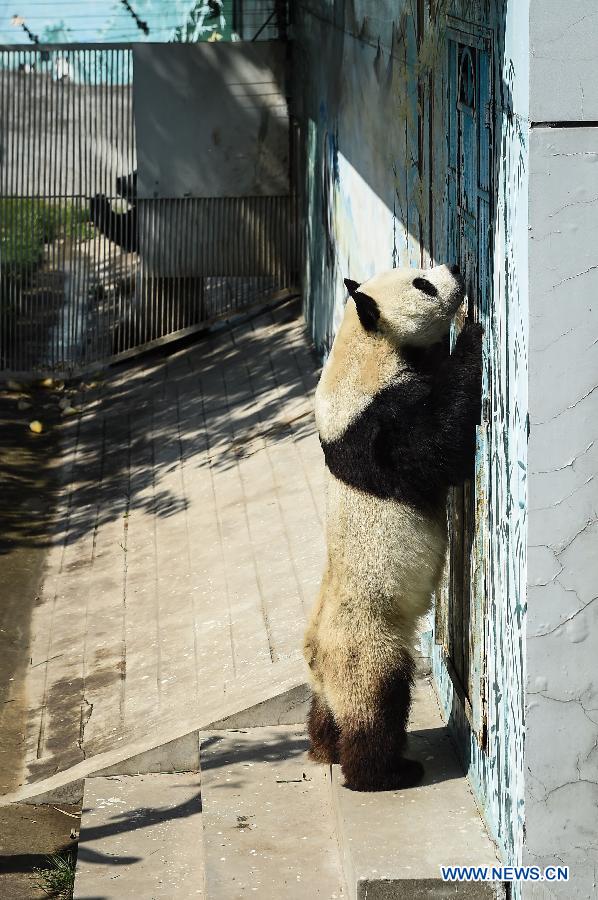 Giant panda Caitao stands before the gate of panda house in Taiyuan Zoo, Taiyuan city, capital of north China's Shanxi Province, Aug. 4, 2015. 