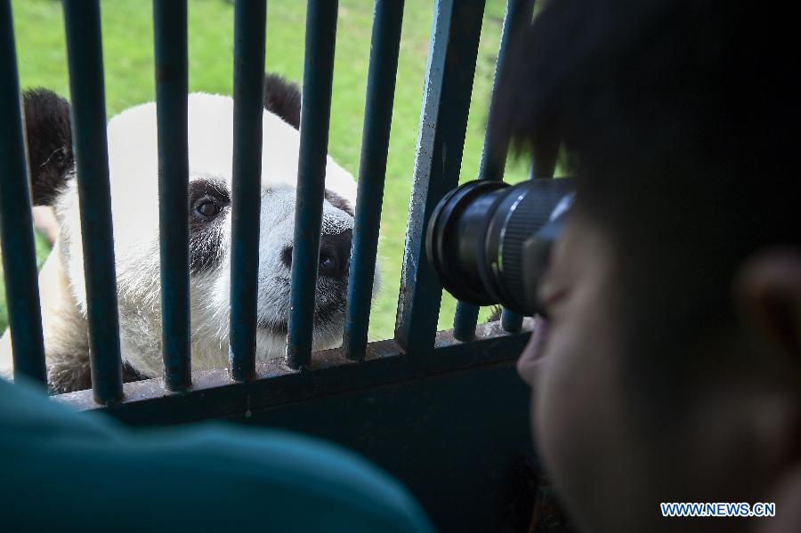 Giant panda Caitao looks at camera lens at a panda house in Taiyuan Zoo, Taiyuan city, capital of north China's Shanxi Province, Aug. 4, 2015. 