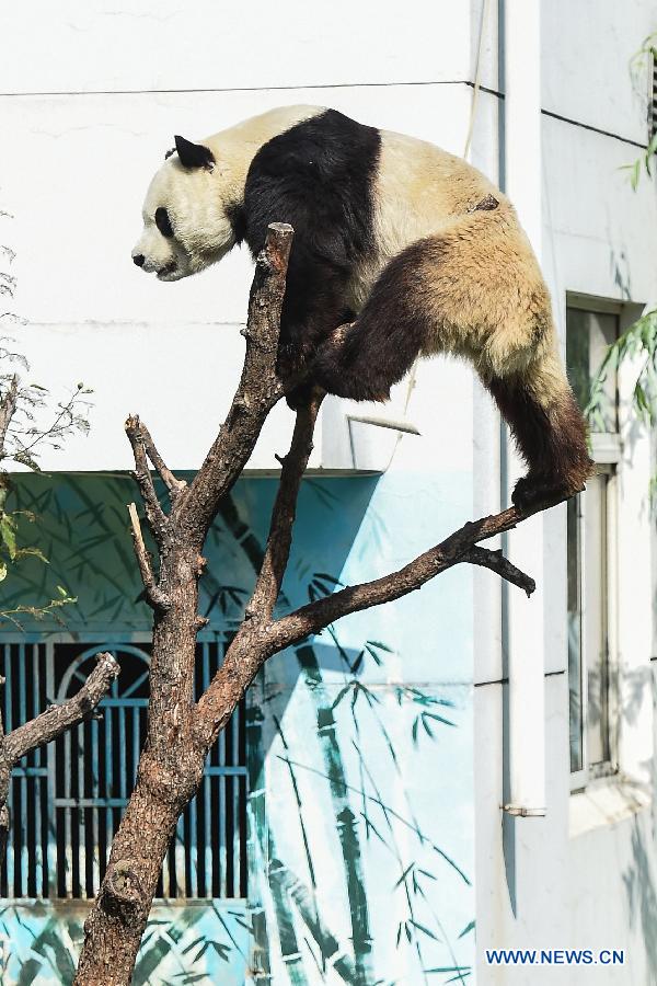 Giant panda Caitao climbs on top of a tree at a panda house in Taiyuan Zoo, Taiyuan city, capital of north China's Shanxi Province, Aug. 4, 2015.