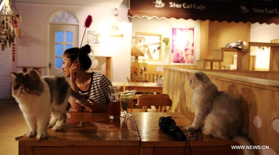 A customer feeds a cat in a cafe themed on cats in Shenyang, capital of northeast China's Liaoning Province, Aug. 5, 2015.