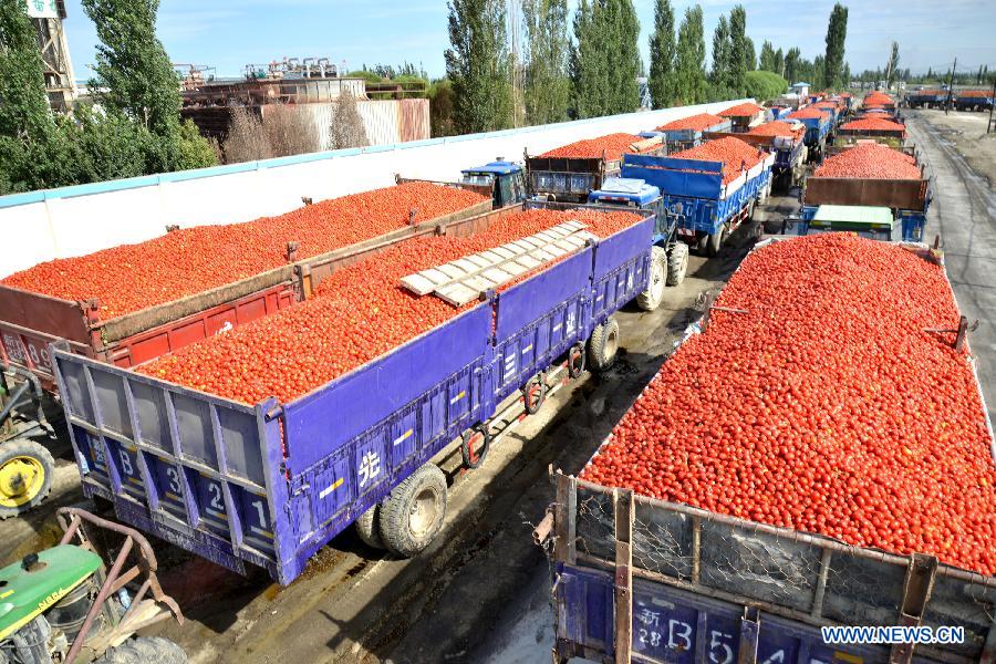 Tomatoes of Xinjiang Production and Construction Corps await to be sold in Bayan Gol Mongol Autonomous Prefecture, northwest China's Xinjiang Uygur Autonomous Region, Aug. 5, 2015.