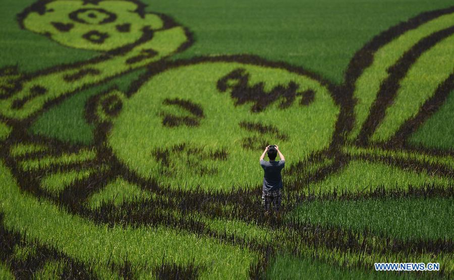 A man takes a cellphone photo of a paddy field art work which shows the image of a Chinese child in Meitian Village of Liuyang City, central China's Hunan Province, Aug. 5, 2015. 