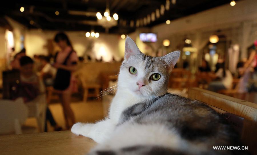 A customer feeds a cat in a cafe themed on cats in Shenyang, capital of northeast China's Liaoning Province, Aug. 5, 2015.