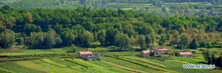 A forest covers a village in Jingyuan County, northwest China's Ningxia Hui Autonomous Region, Aug. 6, 2015. 