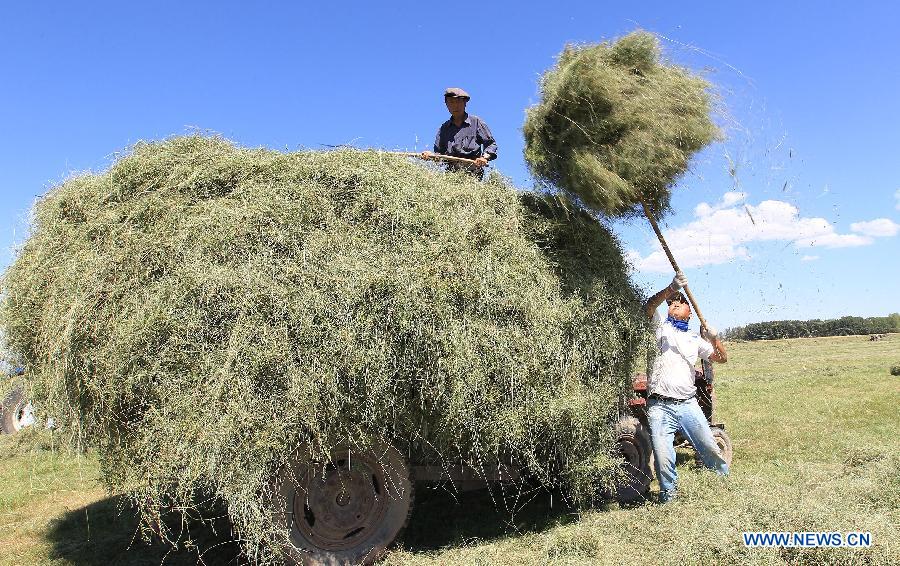 Herdsmen load harvested grass onto the tractor in Kazak Autonomous County of Barkol, Hami Prefecture, northwest China's Xinjiang Uygur Autonomous Region, Aug. 7, 2015.