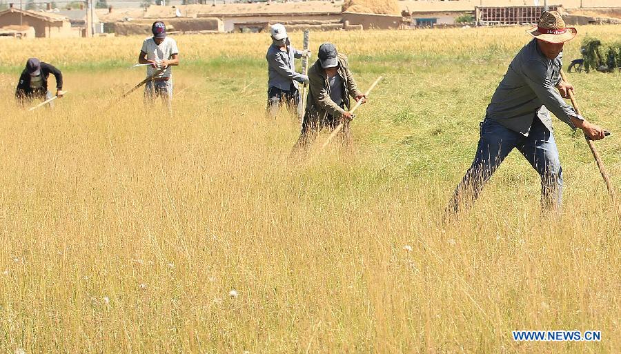 Herdsmen cut grass in Kazak Autonomous County of Barkol, Hami Prefecture, northwest China's Xinjiang Uygur Autonomous Region, Aug. 7, 2015.