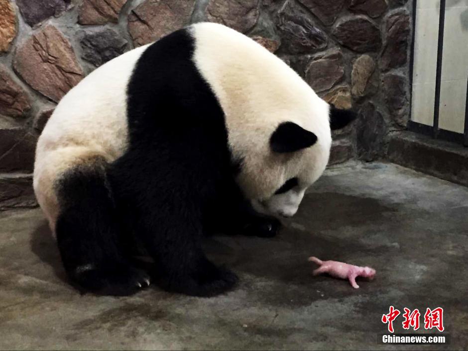 成都大熊猫"妮妮"诞下一对双胞胎姐妹花