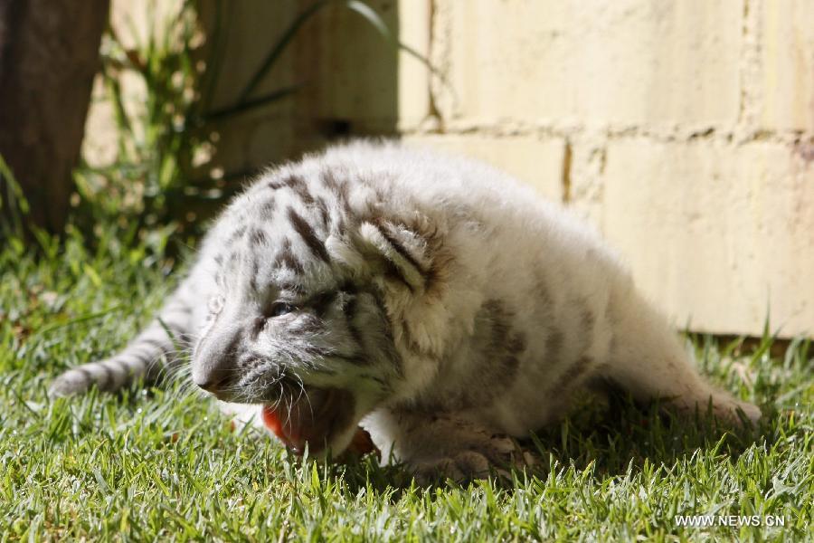 A white tiger cub plays at the Loro Park in Puebla, Mexico, on Aug. 7, 2015. 