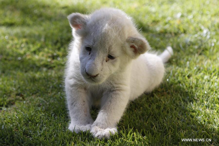 A lion cub plays at the Loro Park in Puebla, Mexico, on Aug. 7, 2015.