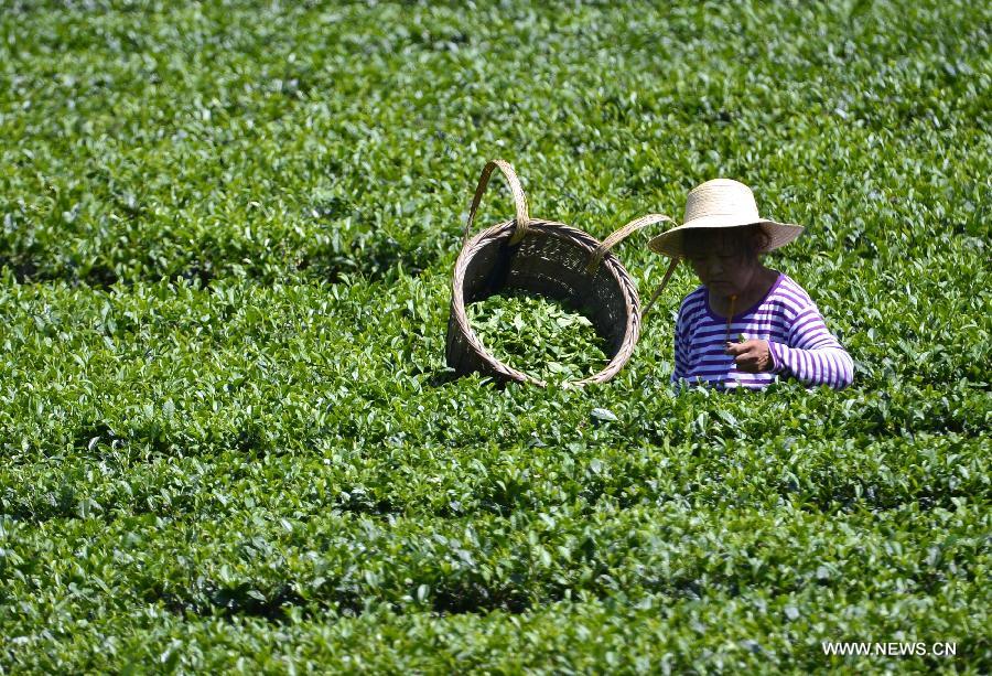 Farmers harvest tea in a garden in Laozhaixi Village, Xuan'en County of Enshi Tu and Miao Prefecture in Central China's Hubei Province, Aug. 10, 2015.