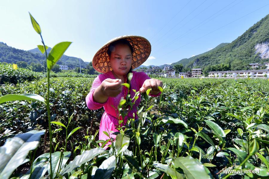 Farmers harvest tea in a garden in Laozhaixi Village, Xuan'en County of Enshi Tu and Miao Prefecture in Central China's Hubei Province, Aug. 10, 2015.