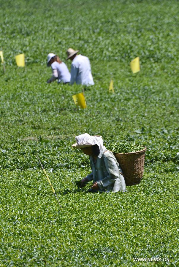 Farmers harvest tea in a garden in Laozhaixi Village, Xuan'en County of Enshi Tu and Miao Prefecture in Central China's Hubei Province, Aug. 10, 2015.