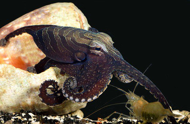 巧妙!狡猾章鱼轻拍虾背使猎物正中下怀