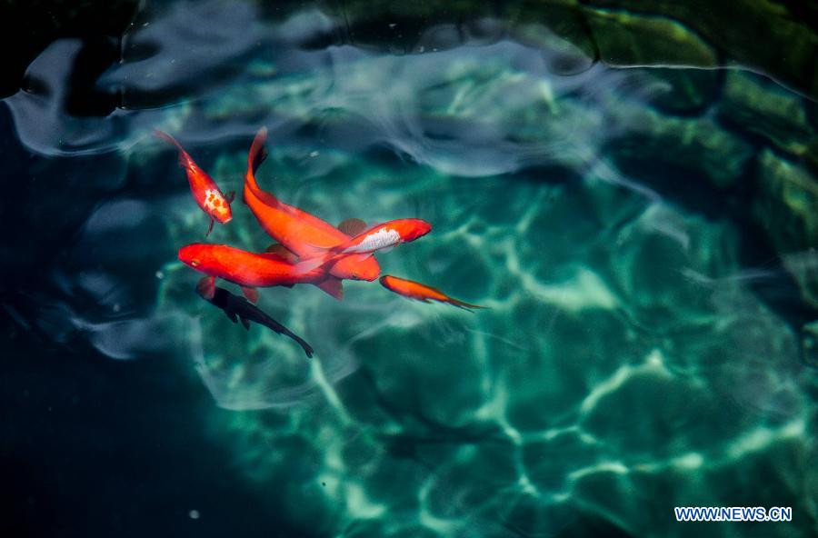 Fishes swim in a well in Lin'an Town of Jianshui County, southwest China's Yunnan Province, Aug. 12, 2015.