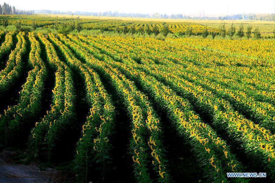 Photo taken on Aug. 24, 2015 shows sunflowers at a farm in Zhangye, northwest China's Gansu Province. (Xinhua/Chen Li) 