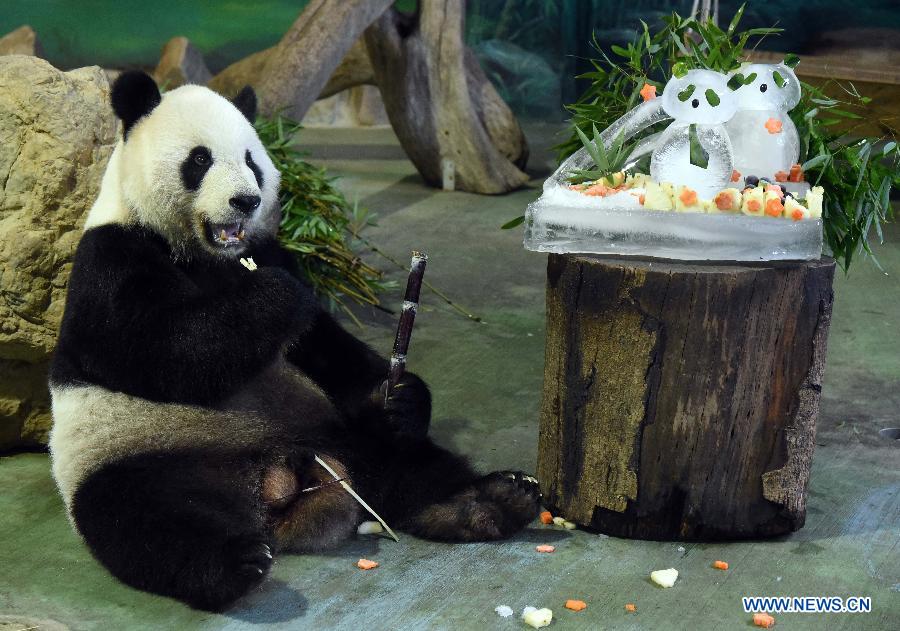 Giant pandas enjoys 11th birthday cake in SE China's Taiwan