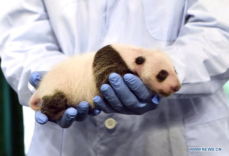 Photo taken on Sept. 1, 2015 shows a giant panda cub at Chimelong Safari Park in Guangzhou, south China's Guangdong Province. The cub was born on Aug. 9.