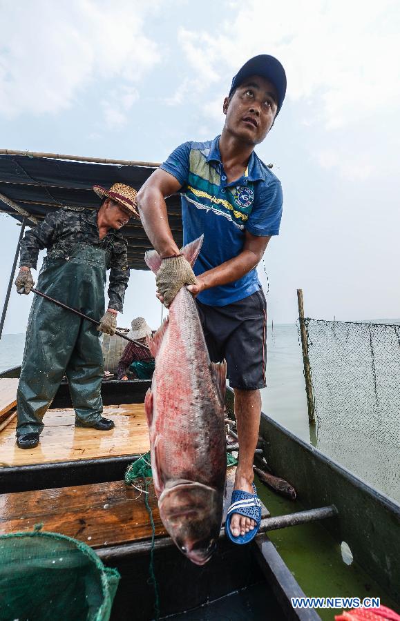 A fisherman of Huanlou Village show a fish on his boat in the Taihu Lake, east China's Zhejiang Province, Sept. 1, 2015. The fishing season of the Taihu Lake began on Tuesday. 