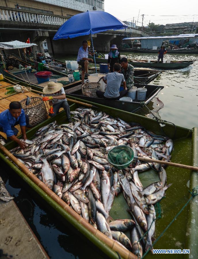 Fishermen of Huanlou Village sort out fish on their boat in the Taihu Lake, east China's Zhejiang Province, Sept. 1, 2015. The fishing season of the Taihu Lake began on Tuesday.