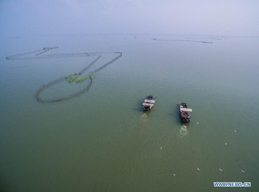 Fishermen of Huanlou Village fish in the Taihu Lake, east China's Zhejiang Province, Sept. 1, 2015. The fishing season of the Taihu Lake began on Tuesday. 