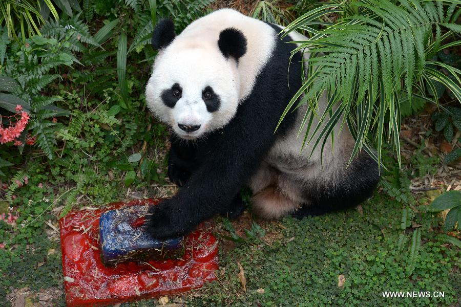 Panda Jia Jia eats birthday ice cake during its birthday party held at Singapore's River Safari, Sept. 3, 2015. 