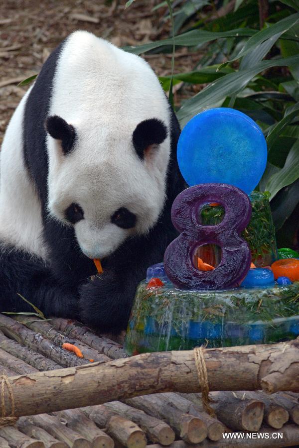 Panda Kai Kai eats birthday ice cake during its birthday party held at Singapore's River Safari, Sept. 3, 2015. 