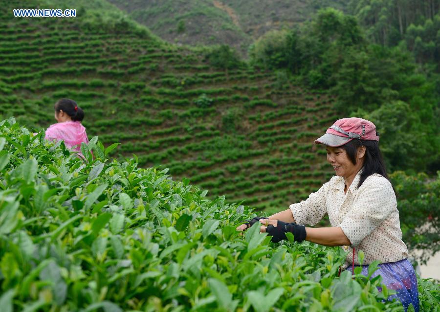 #CHINA-AUTUMN HARVEST-APPROACH (CN)