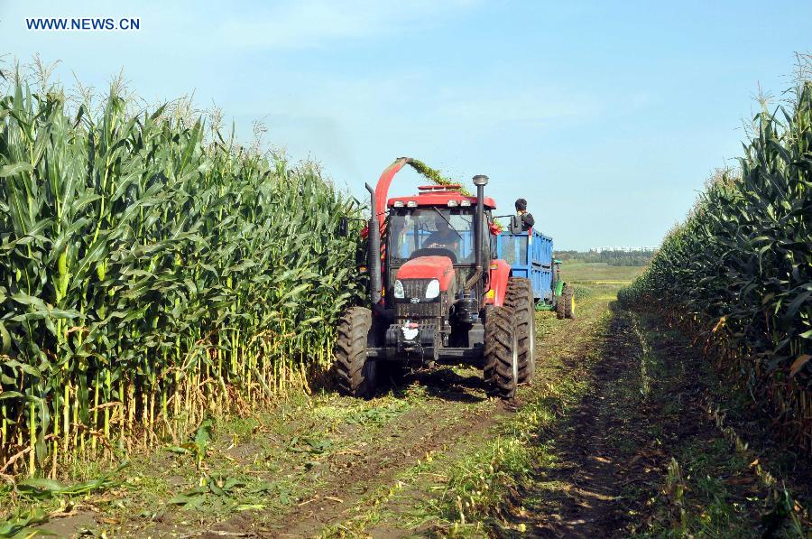 Today is 'white dew,' the 15th solar term in lunar calendar, indicating approach to the autumn harvest.