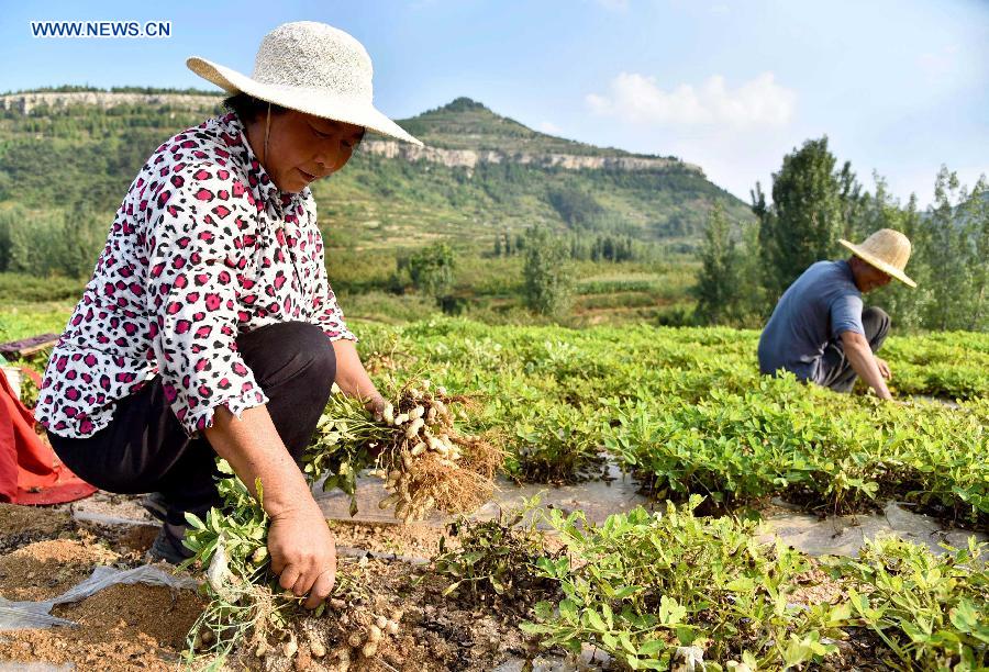 #CHINA-AUTUMN HARVEST-APPROACH (CN)