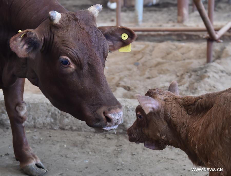 A cloned, genetically modified cow has given birth to a healthy calf in China, a crucial step toward producing domestic marbled beef. 