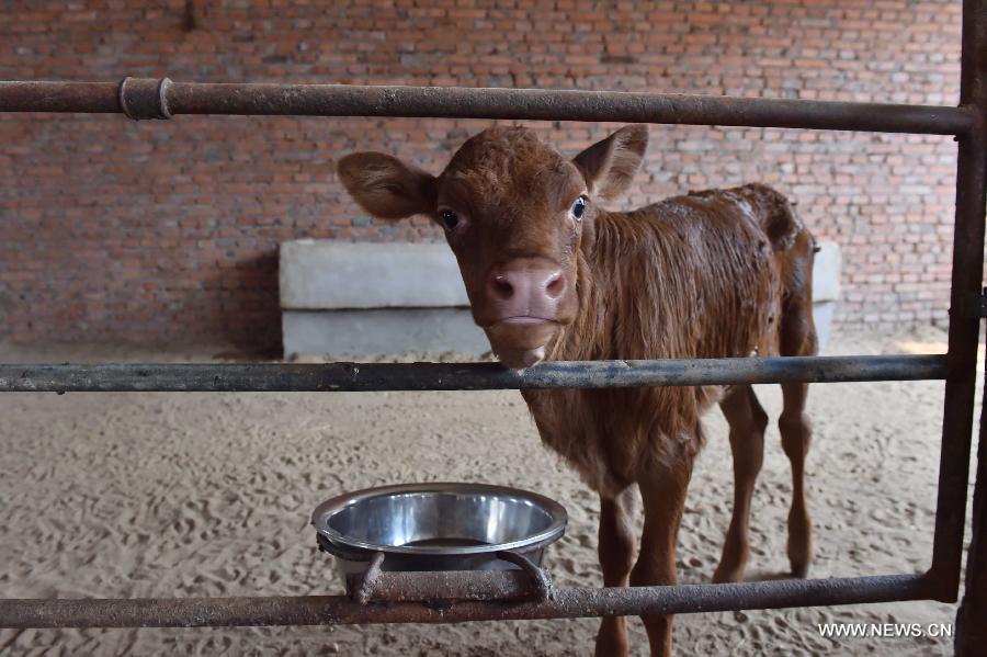 A cloned, genetically modified cow has given birth to a healthy calf in China, a crucial step toward producing domestic marbled beef. 