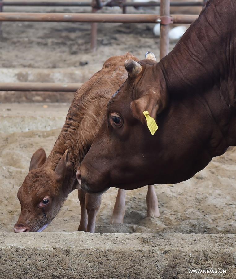 A cloned, genetically modified cow has given birth to a healthy calf in China, a crucial step toward producing domestic marbled beef. 