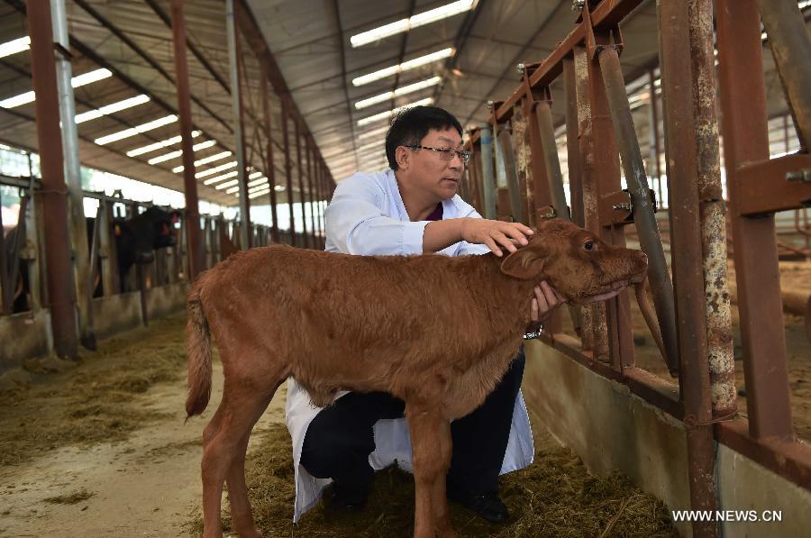 A cloned, genetically modified cow has given birth to a healthy calf in China, a crucial step toward producing domestic marbled beef. 