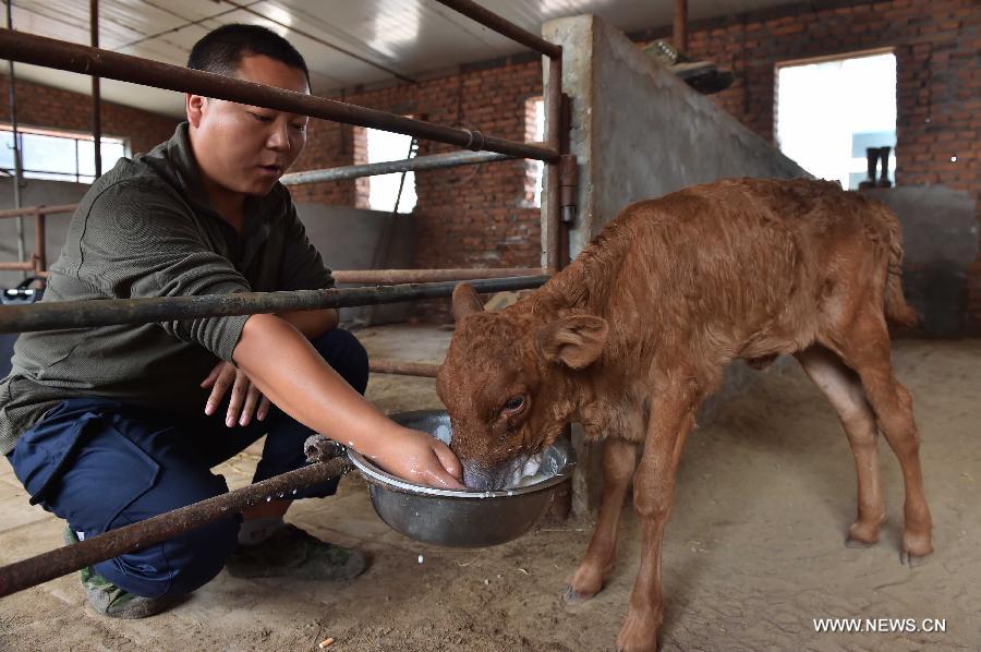 A cloned, genetically modified cow has given birth to a healthy calf in China, a crucial step toward producing domestic marbled beef. 