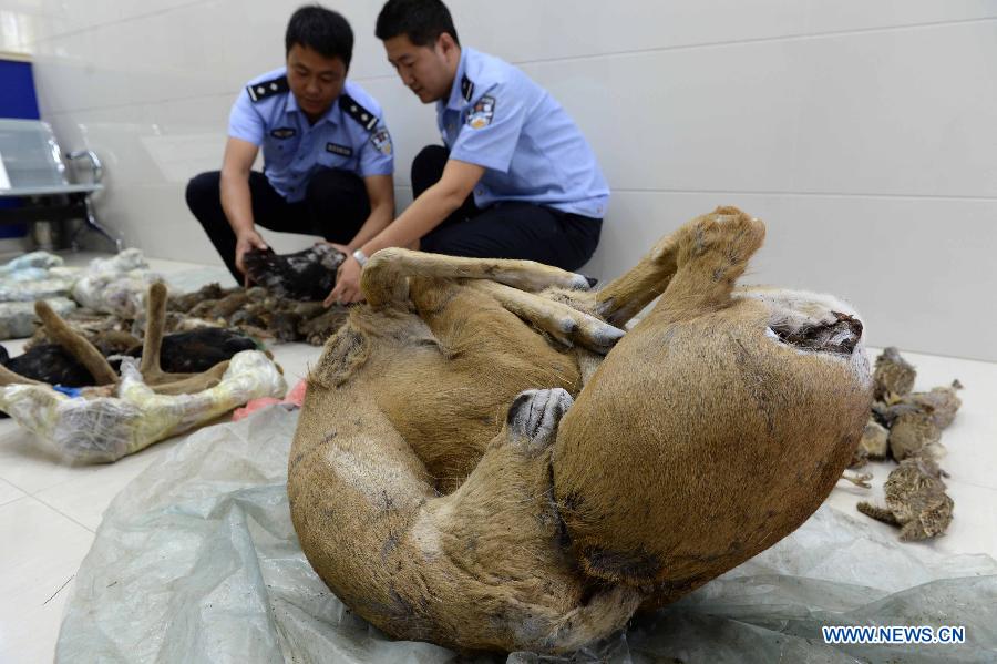 CHINA-QIQIHAER-WILD ANIMAL TRAFFICKING-SEIZURE (CN)