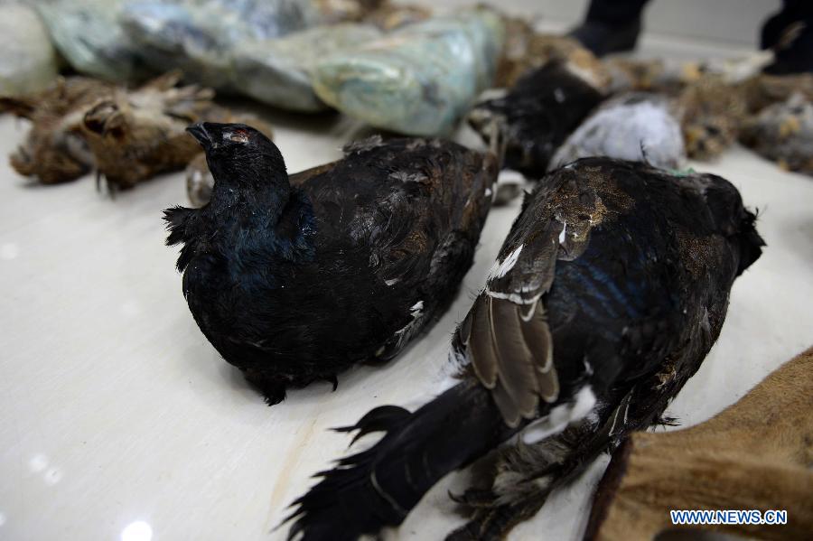 CHINA-QIQIHAER-WILD ANIMAL TRAFFICKING-SEIZURE (CN)
