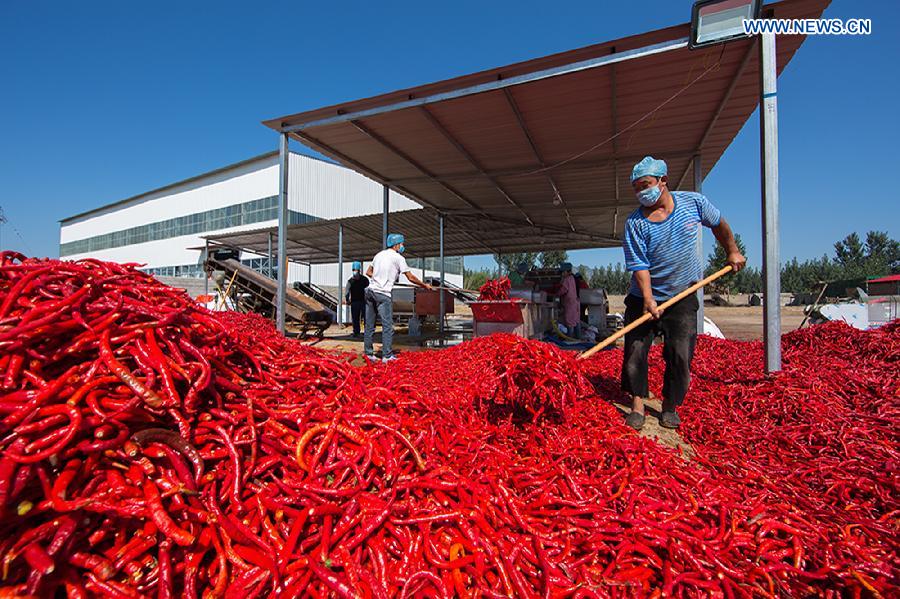 #CHINA-AUTUMN-HARVEST(CN)