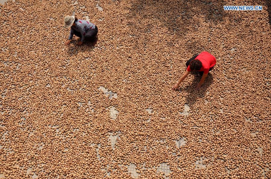 #CHINA-AUTUMN-HARVEST(CN)