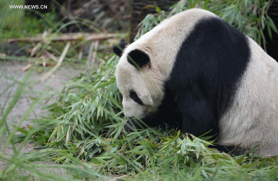 Giant panda 'Pan Pan' is seen at the China Conservation and Research Center for Giant Pandas in Dujiangyan City, southwest China's Sichuan Province, Sept. 21, 2015. 