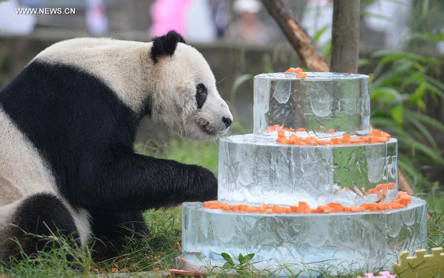 Giant panda 'Pan Pan' enjoys his birthday cake at the China Conservation and Research Center for Giant Pandas in Dujiangyan City, southwest China's Sichuan Province, Sept. 21, 2015.